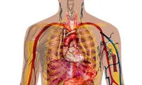 بدون کدام اندام‌ها باز هم زنده می‌مانیم؟