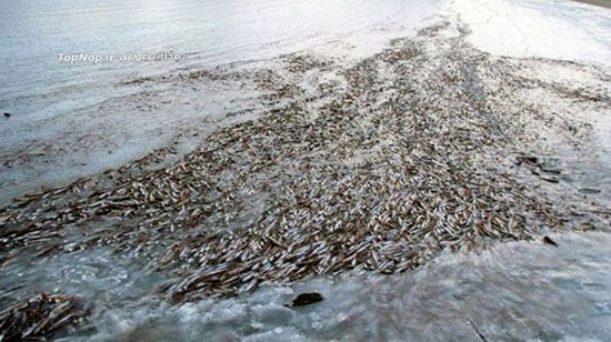 انجماد گروهی ماهی ها در نروژ +عکس