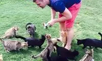 بهشتی برای عاشقان گربه‌ها