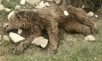 کشتار بیرحمانه یک خرس قهوه ای +عکس