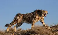 با ۵۰ یوز آسیایی؛ چشم امید دنیا به ایران است