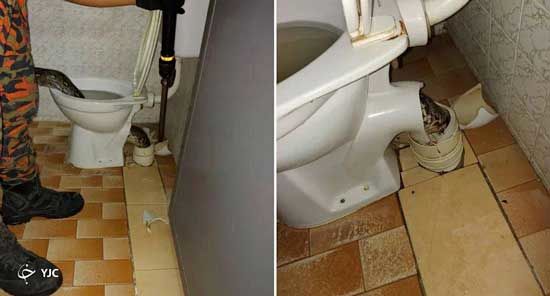 حمله باورنکردنی مار غول پیکر به صاحبخانه در توالت!