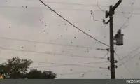 بارش باران عنکبوت در آسمان +عکس