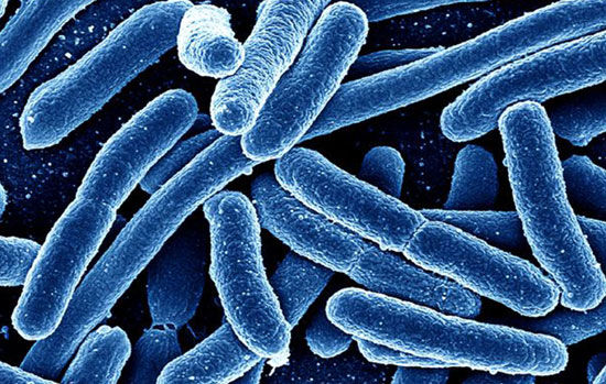 تولید الکتریسیته از باکتری توسط دانشمندان