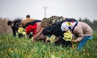 برداشت گل نرگس از مازندران که دل‌تان را می‌برد