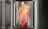 نگهداری و پرورش قلب در حال تپش در آزمایشگاه