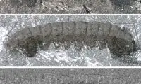 کشف شواهد ۵۰۰میلیون ساله از تکامل عنکبوت ها!