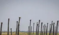 نخلستان‌های شادگان از صادرات تا نابودی!