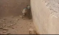 نجات کفتار گرفتار درون استخر متروکه
