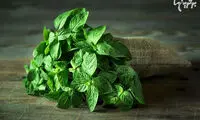 عرق نعناع خانگی تهیه کنید