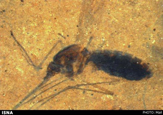 عکس: پشه خون آشام بعد 46 میلیون سال