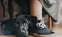 برندگان مسابقه عکاسی سگ سال ۲۰۱۷