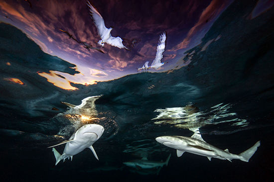 عکس‌های حیرت‌انگیز از دنیای زیرآب