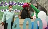 مرگ باران، شامپانزه ایرانی در غربت