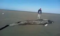 مشاهده لاشه یک کوسه نهنگ در میناب