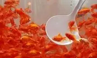 توصیه‌های بهداشتی برای خرید و نگهداری ماهی قرمز