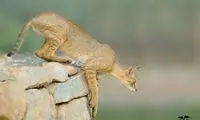 عکسی از یک گربه وحشی و نادر در بوشهر