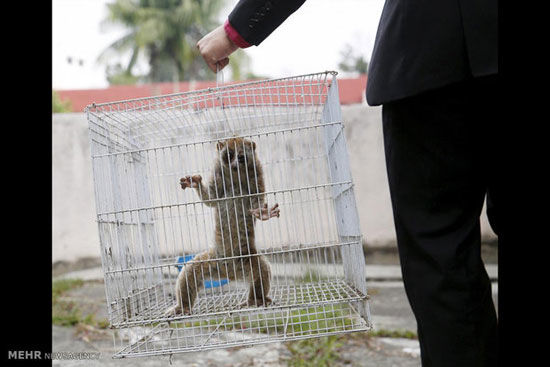 تصاویری تلخ از قاچاق حیوانات در کامبوج