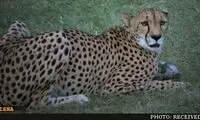 سريع ترين دونده جهان رکورد زد