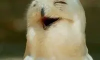 جغد هم می تواند بخندد! / عکس