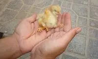 تولد جوجه چهار پا در سمنان +عکس