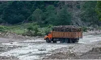 روایتی تلخ از قاچاق چوب در جنگل‌های طارم