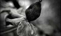 روش‌های تکنیک تار کردن در عکاسی با موبایل