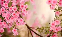 بهار اینجا، بهار آنجا، بهار همه جاست
