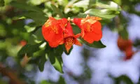 عکس: شکوفه های انار در ساوه