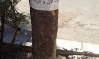 آب خوری مخصوص گربه ها در شیراز +عکس