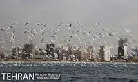 کاکا های مهاجر در تهران +عکس