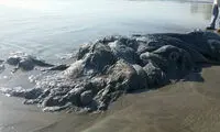 موجود مرموز در سواحل مکزیک