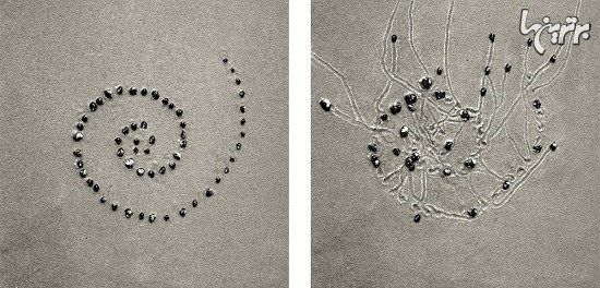 بیست سال عکاسی از مسیرحرکت حلزون ها