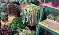 زیباترین و شگفت‌انگیزترین باغ دنیا