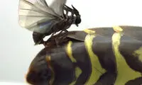 نوزادان این حشره مادرشان را می‌خورند!