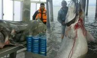 صید ماهی خاویاری 600 کیلویی در دریای خزر