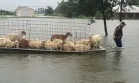نجات حیوانات بی پناه از غرق شدن در سیل