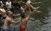 جشن خفه کردن بزها در آب!
