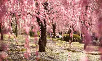 شکوفه‌های گیلاس ژاپنی +عکس
