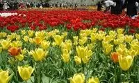 جشن لاله های ایران