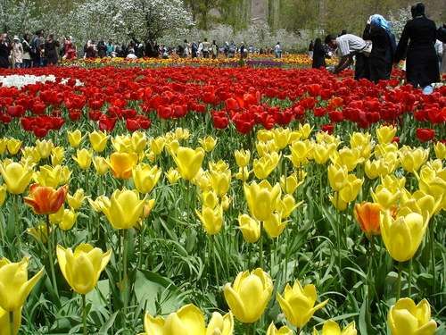 جشن لاله های ایران