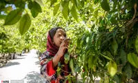 شمیم بهاری در اردیبهشت شیراز