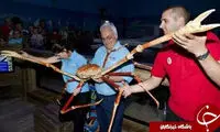 خرچنگ عنکبوتی غول‌پیکر +عکس