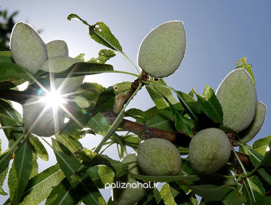 راهنمای تخصصی انتخاب و خرید بهترین نهال بادام در ایران