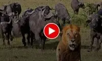 درسی که گله بوفالوهای وحشی به شیر مغرور دادند
