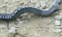 مار عجیبی که خود را به مردن می‌زند!