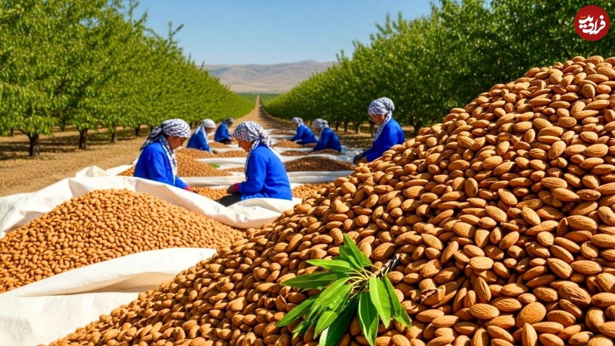 مراحل دیدنی کاشت، برداشت و فرآوری بادام در آمریکای جنوبی
