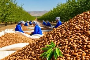 مراحل دیدنی کاشت، برداشت و فرآوری بادام در آمریکای جنوبی