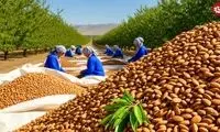 مراحل دیدنی کاشت، برداشت و فرآوری بادام در آمریکای جنوبی