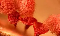 شاهکارهای عکاسی که دنیای نادیدنی را نشان می‌دهند